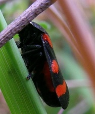 Cercopis sp.